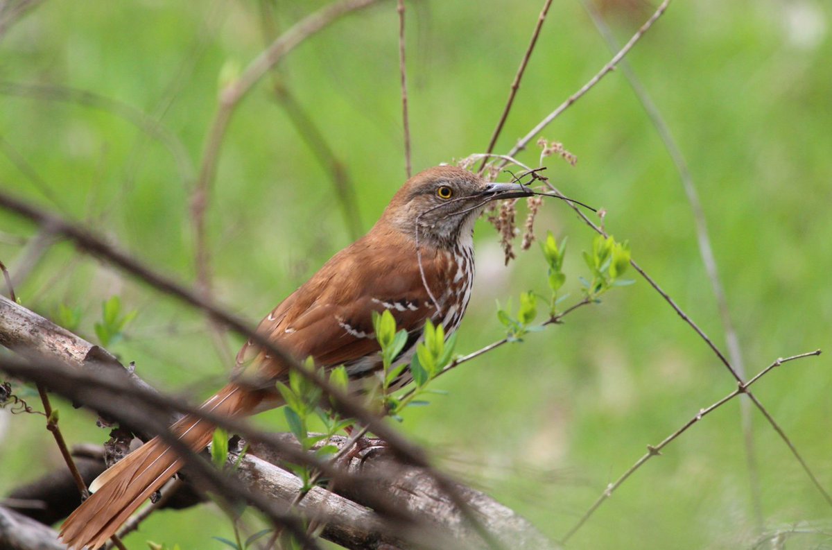 Birding University tweet media