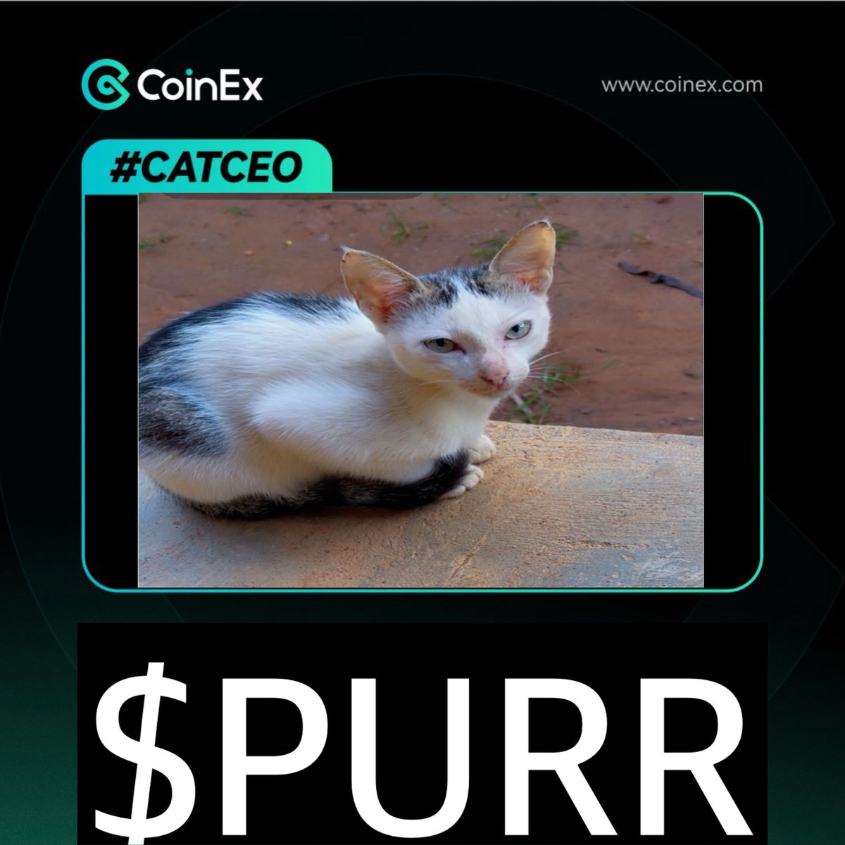 angeliiqka's tweet photo. Thank you @coinexcom for this amazing challenge your creativity and commitment to engaging the crypto community are truly inspiring!
Meet my fabulous #CatCEO, the ultimate purr-fectionist!
Introducing $PURR the token of pure joy and relaxation, where every purr powers up the network! 1% of $PURR transactions will support local cat shelters.
My CEO’s motto: Nap hard, moon harder!