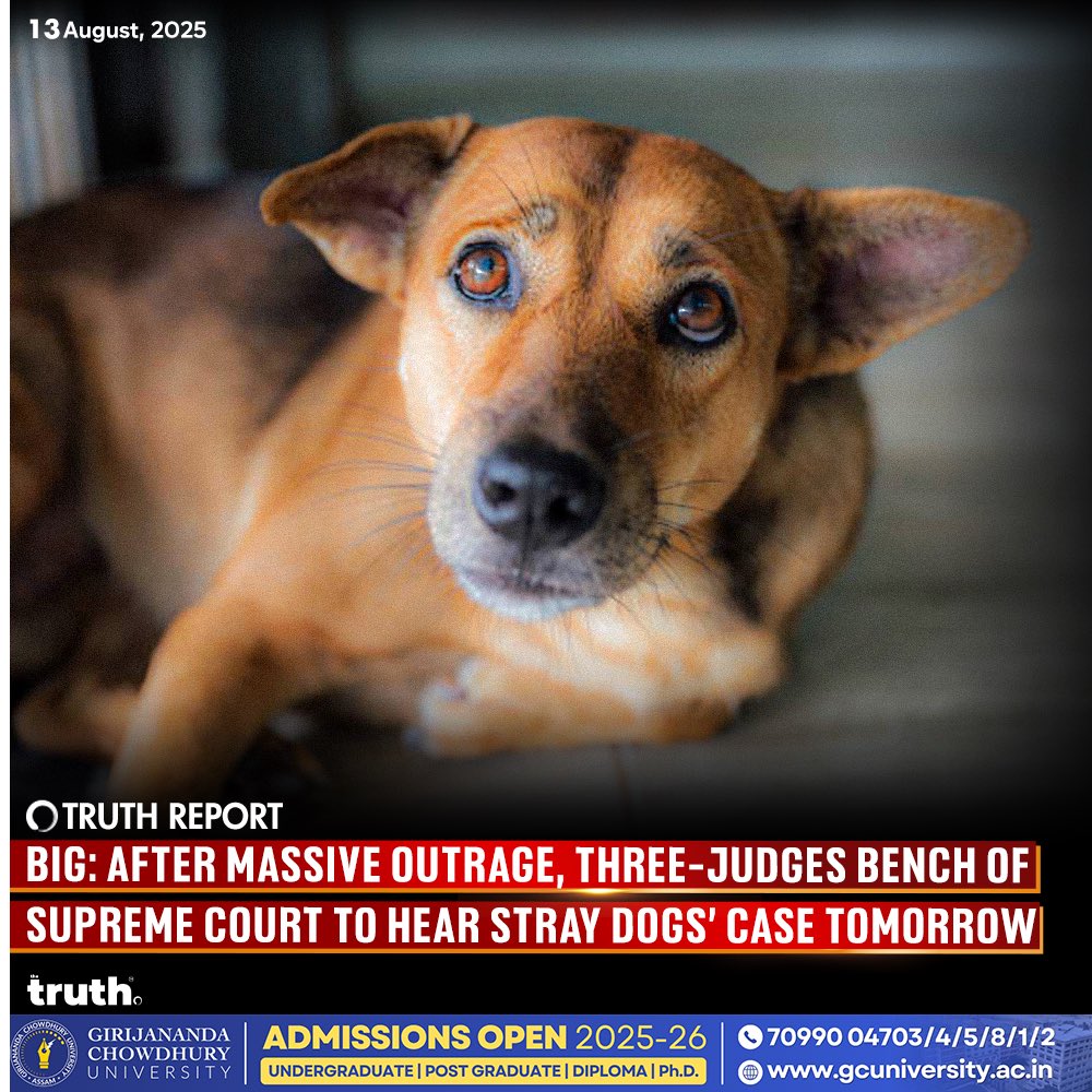 thetruthin's tweet photo. 🚨BIG: Bigger Bench to Hear Stray Dog Relocation Case Tomorrow After Outrage; Three-Judge Panel to Review in Supreme Court https://t.co/fs2dhvSpiX