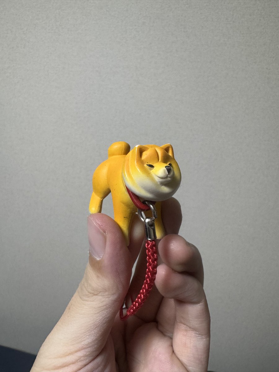 Naochangooo's tweet photo. 盛岡遠征で行方不明になった拒否柴
白柴になって復活 https://t.co/Y0ju40XJ2o