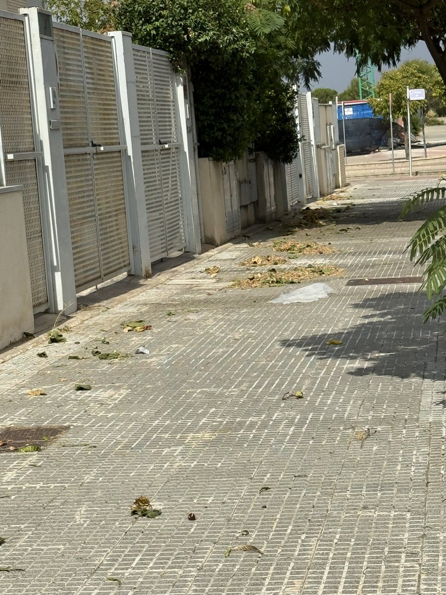 Scri7's tweet photo. @Ayto_Torrejon por favor llevamos medio verano con las calles de Cesar Manrique, llenas de hojarasca de un árbol que solo suelta polen... nunca limpian las hojas por esta zona. https://t.co/qCOwnEf68y