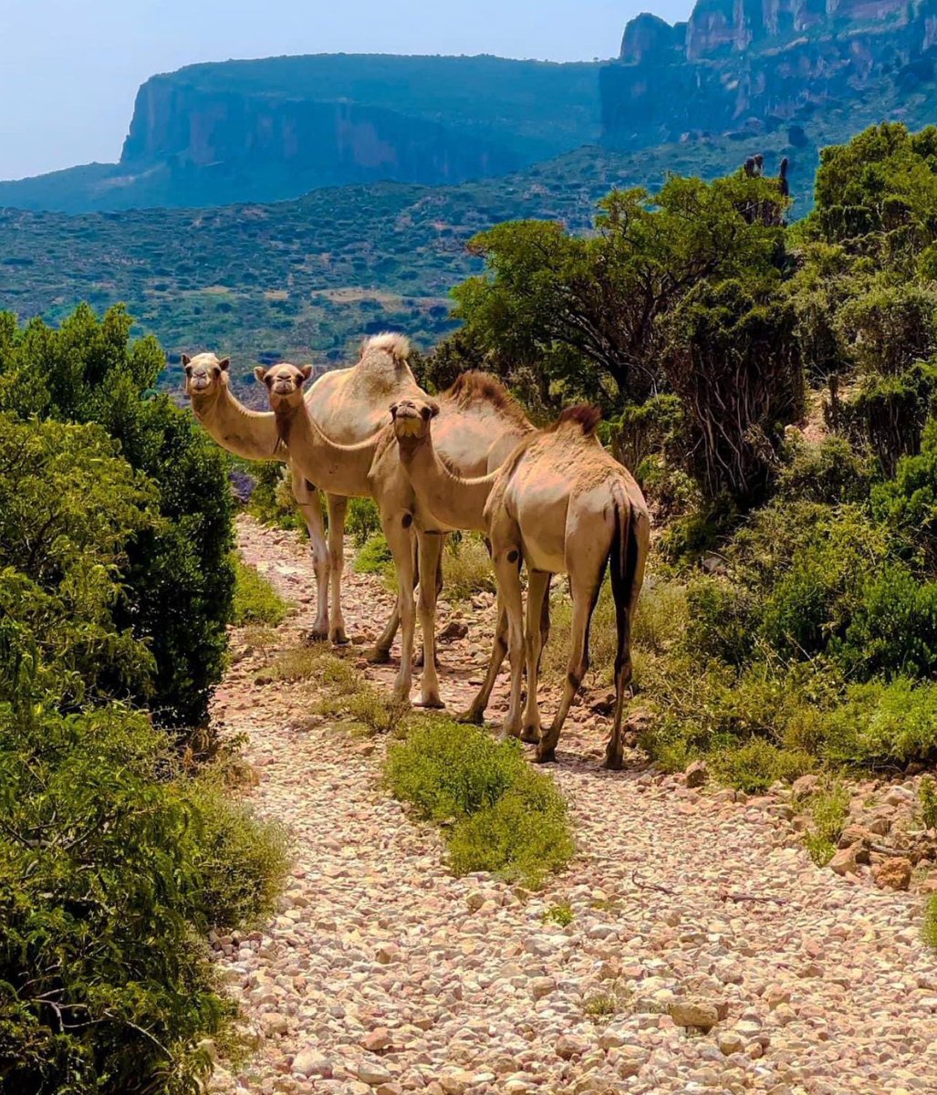 A country it's more likely to recognize by U.S president Donald trump which their economy depends on livestock but rich in rare minerals, crude oil and other untapped resources.

This country is  stable, and democratic, a strategic place the world is neglected.