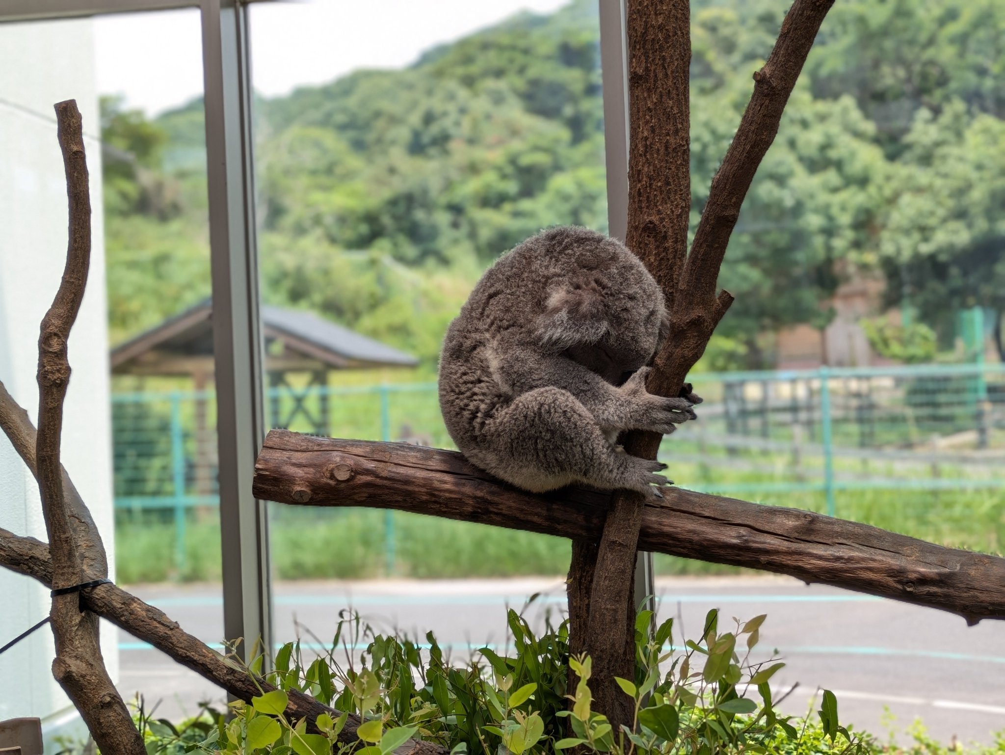 動物園学 動物園学 | 村田 浩一, 楠田 哲士 |本 | 通販 | Amazon