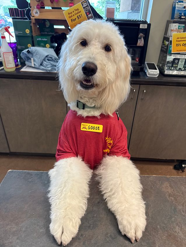 HWFeed's tweet photo. Obsessed with our #FeedTeam pets in their little red shirts! It's giving 'professional pet expert' vibes. Drop a pic of your own furry coworker below! 👇 #HollywoodFeed #TeamPets https://t.co/BdthWp4vmR