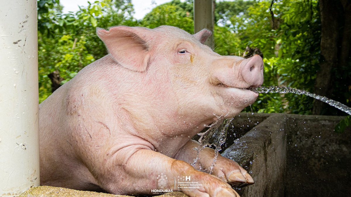 pronaders_hn's tweet image. 🐷 Carne fresca cerca de casa

Los pobladores rurales ya no viajan horas por carne: ahora la crían, la consumen y la venden en su propia comunidad, 🏡🛒 con el #ProyectoDeGranjasPorcinas que #SAG_PRONADERS ejecuta en muchas comunidades de Honduras. 🐖💰

#RevoluciónEconómica
