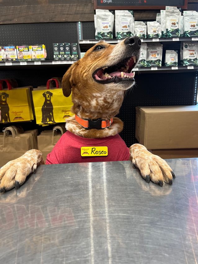 HWFeed's tweet photo. Obsessed with our #FeedTeam pets in their little red shirts! It's giving 'professional pet expert' vibes. Drop a pic of your own furry coworker below! 👇 #HollywoodFeed #TeamPets https://t.co/BdthWp4vmR