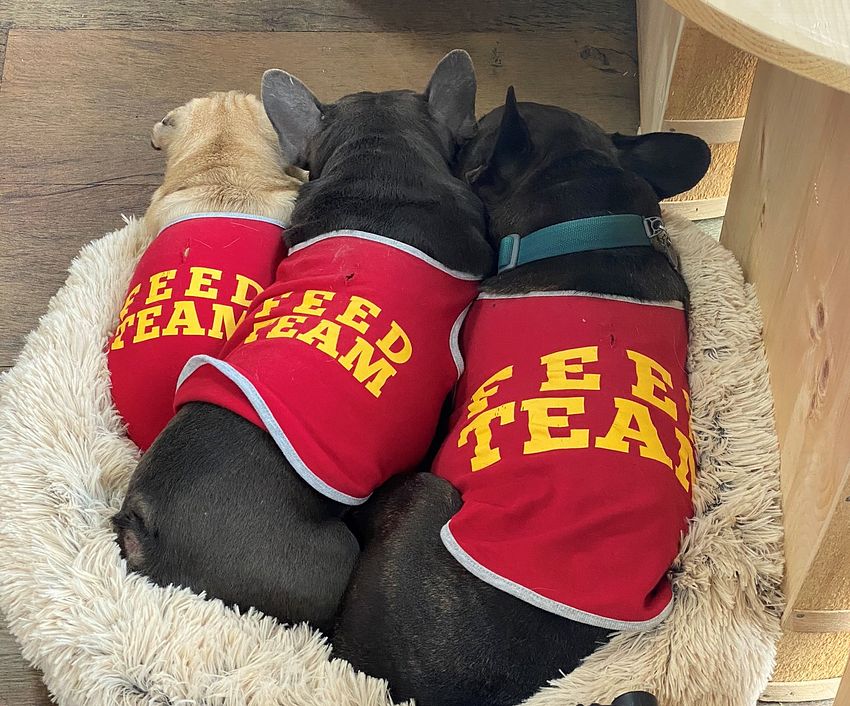 HWFeed's tweet photo. Obsessed with our #FeedTeam pets in their little red shirts! It's giving 'professional pet expert' vibes. Drop a pic of your own furry coworker below! 👇 #HollywoodFeed #TeamPets https://t.co/BdthWp4vmR
