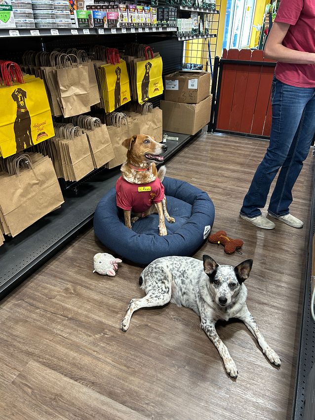 HWFeed's tweet photo. Obsessed with our #FeedTeam pets in their little red shirts! It's giving 'professional pet expert' vibes. Drop a pic of your own furry coworker below! 👇 #HollywoodFeed #TeamPets https://t.co/BdthWp4vmR