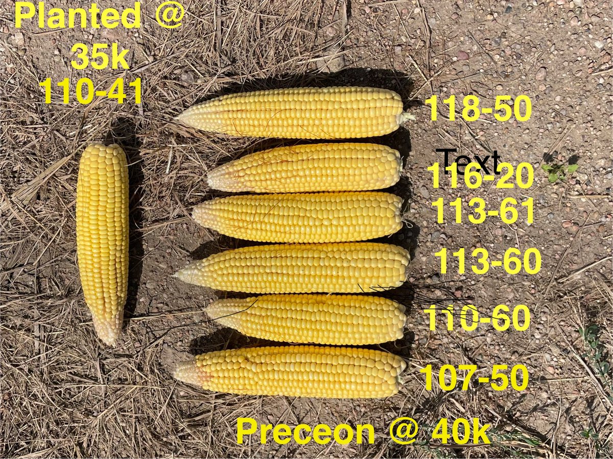 Built shorter. Built stronger.
Preceon™ Short Corn from Bayer is designed to stand up to storms, maximize standability, and still deliver big, consistent ears at harvest. Lower plant height makes field access easier all season long — without sacrificing yield potential.