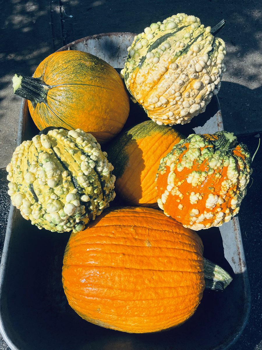 Pumpkins hitting their stride… #GreenSideUpGarden #Pumpkin #DutchessCountyNY