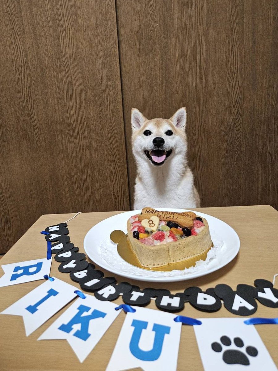HKR_Lily_o7's tweet photo. はらぺこさん(@DOG_FIGHT2016)のフルーツタルトでお祝い🎂🍓🍇🍈
待てが出来ずにフライングしそうになって(②枚目)、なーちゃんに圧をかけられるの画(③枚目)。笑
#柴犬
#柴犬九七六
#HappyBirthday https://t.co/ZP4JYK3amO