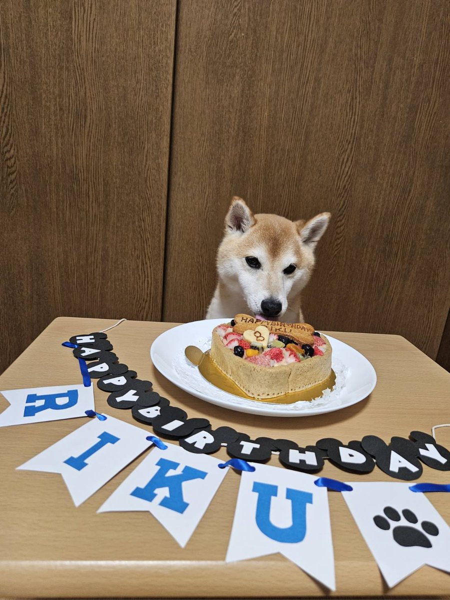 HKR_Lily_o7's tweet photo. はらぺこさん(@DOG_FIGHT2016)のフルーツタルトでお祝い🎂🍓🍇🍈
待てが出来ずにフライングしそうになって(②枚目)、なーちゃんに圧をかけられるの画(③枚目)。笑
#柴犬
#柴犬九七六
#HappyBirthday https://t.co/ZP4JYK3amO
