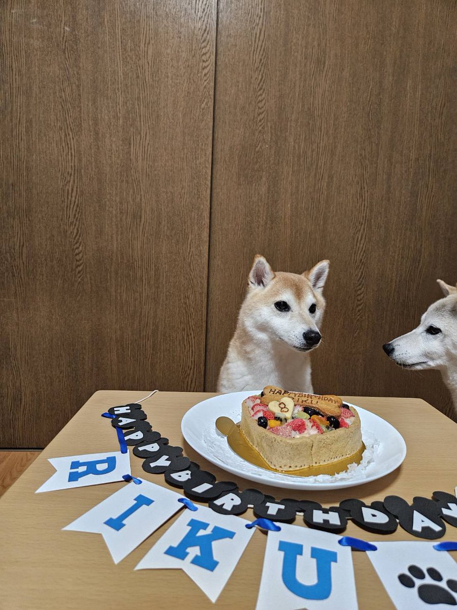 HKR_Lily_o7's tweet photo. はらぺこさん(@DOG_FIGHT2016)のフルーツタルトでお祝い🎂🍓🍇🍈
待てが出来ずにフライングしそうになって(②枚目)、なーちゃんに圧をかけられるの画(③枚目)。笑
#柴犬
#柴犬九七六
#HappyBirthday https://t.co/ZP4JYK3amO