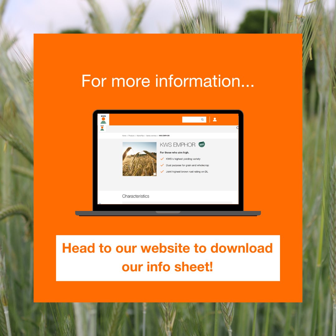 🌾New for Autumn 2025! KWS Emphor takes hybrid rye to the next level, building on the success of market leader KWS Tayo.

✅ Outstanding drought tolerance
✅ Top-ranked ergot tolerance

Your new go-to variety for resilience &amp; performance. 👉 Find out more: ow.ly/3U9m50WFkEN