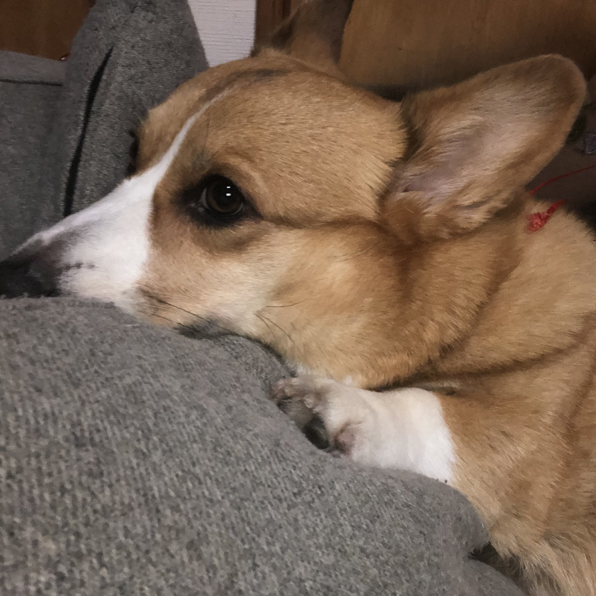 コーギー🐶May🐶 on X: 