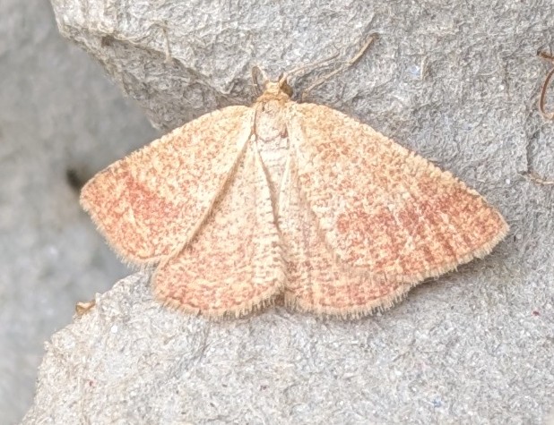 bernard boothroyd tweet media