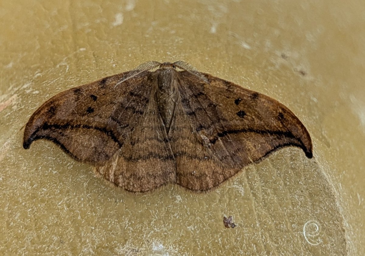 bernard boothroyd tweet media