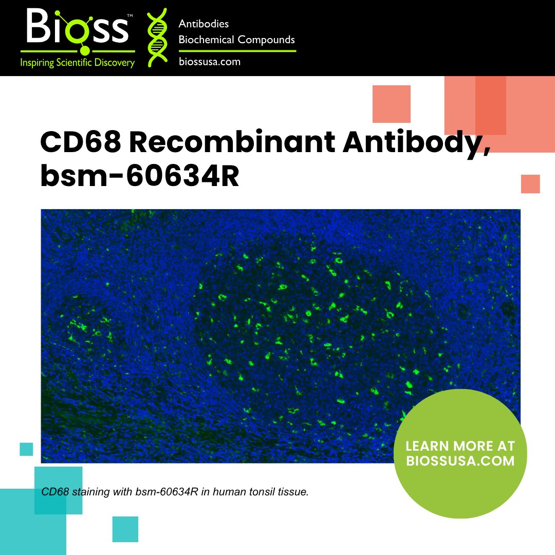 CD68 is a gold-standard marker for identifying macrophages in tissue. Use it to reveal immune infiltration in tumors, inflammation, and beyond.

Shop IHC-validated BSM-60634R (CD68 Recombinant Antibody) today: hubs.ly/Q03Blcn10