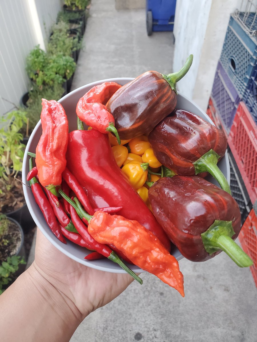 0xLuna01 tweet media