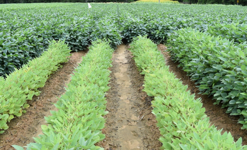 SoybeanResearchInfoNetwork (@soyresearchinfo) on Twitter photo #SoySnippets: #SoyResearch on biological N fixation, fertility, nutrient cycling, etc., needs non-nodulating soybeans as the control. Available varieties were over 50 years old, until <a href="/KStateAgron/">K-State Agronomy</a> released modern options with <a href="/KsSoybean/">Kansas Soybean</a> support. bit.ly/41nKiDN #USSoy #SoySnippets: #SoyResearch on biological N fixation, fertility, nutrient cycling, etc., needs non-nodulating soybeans as the control. Available varieties were over 50 years old, until <a href="/KStateAgron/">K-State Agronomy</a> released modern options with <a href="/KsSoybean/">Kansas Soybean</a> support. bit.ly/41nKiDN #USSoy