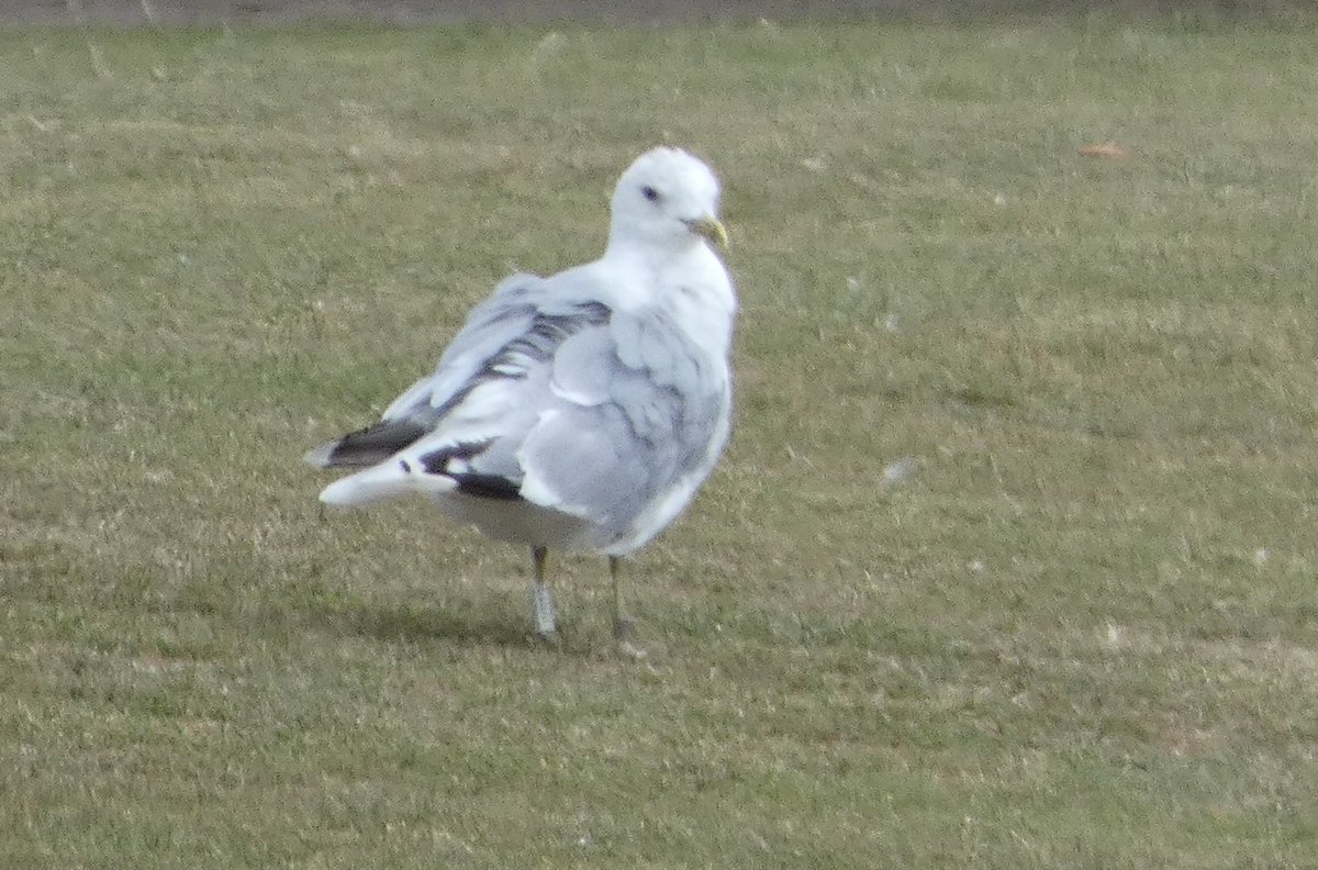Calybites's tweet photo. After much intensifying and filtering of the digital image I am now suspecting that the colour-ringed Common Gull seen in Guiseley on Monday is JX619 ringed in Norway 🇳🇴 in 2023
#Larus #canus #JX619
#GullsOfGuiseley https://t.co/LAeqaYH6M9