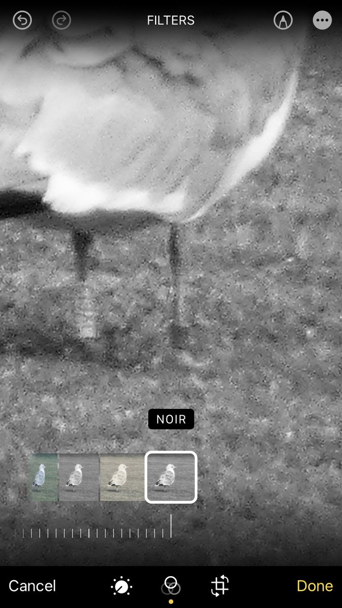 Calybites's tweet photo. After much intensifying and filtering of the digital image I am now suspecting that the colour-ringed Common Gull seen in Guiseley on Monday is JX619 ringed in Norway 🇳🇴 in 2023
#Larus #canus #JX619
#GullsOfGuiseley https://t.co/LAeqaYH6M9