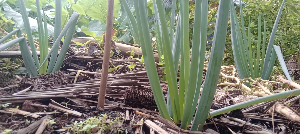 StephenKut38372's tweet photo. From domestic #OrganicWaste to Irresistible, Supper Fresh Organic Vegetables on your plate all year round. @ Cepcom, Uganda it's all about Creativity and Innovation in Eco-friendly practices of managing domestic solid waste. #EatFresh as you equally  save the #Environment https://t.co/yAhIF8e2vn