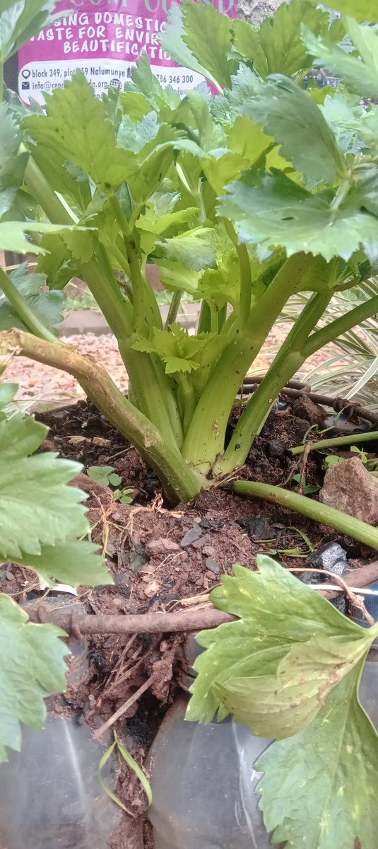 StephenKut38372's tweet photo. From domestic #OrganicWaste to Irresistible, Supper Fresh Organic Vegetables on your plate all year round. @ Cepcom, Uganda it's all about Creativity and Innovation in Eco-friendly practices of managing domestic solid waste. #EatFresh as you equally  save the #Environment https://t.co/yAhIF8e2vn