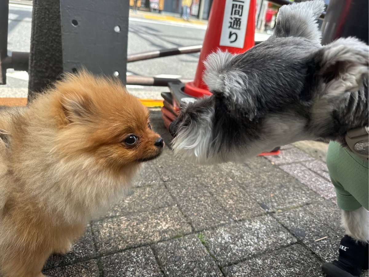 sss27m's tweet photo. さらぴ！ポメちゃん🐶！
少しでも癒されますように〜😌💞
　
#まいにちさらち https://t.co/YWs5dqZYmm