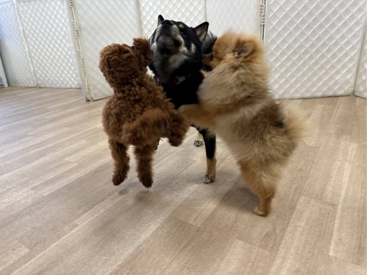 sss27m's tweet photo. さらぴ！ポメちゃん🐶！
少しでも癒されますように〜😌💞
　
#まいにちさらち https://t.co/YWs5dqZYmm