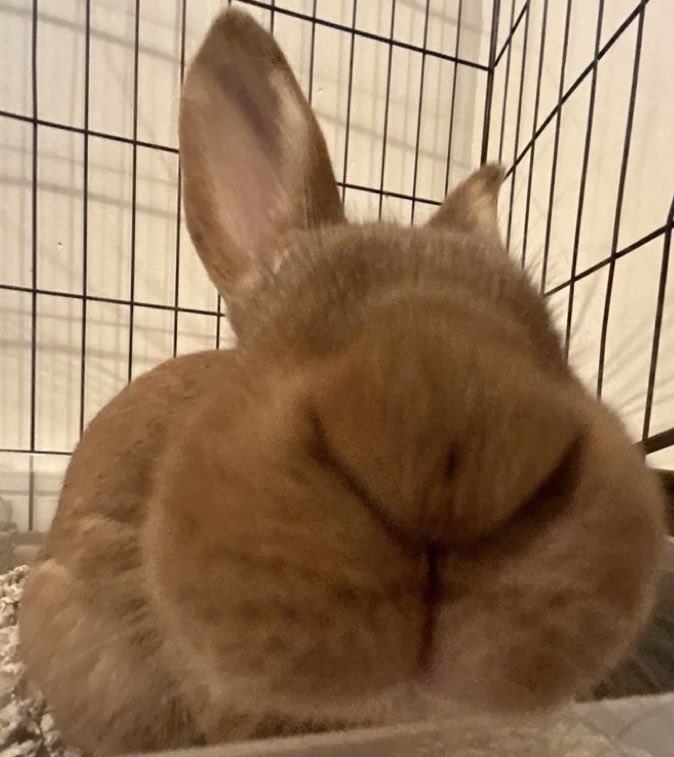 Bunnies's tweet photo. https://t.co/7HsvmDSlZK