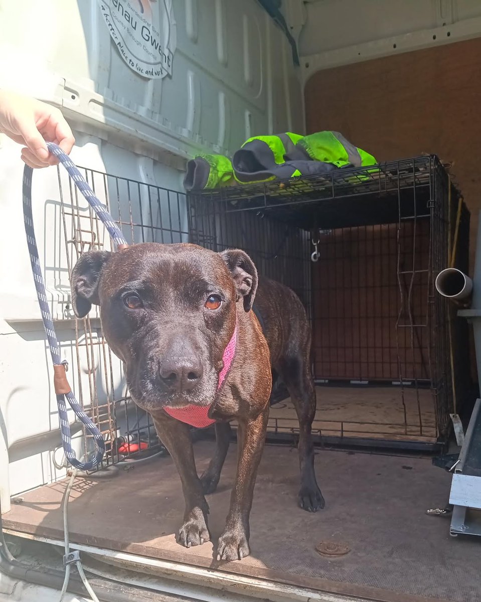 Please retweet to help find the owner or a rescue space for this  Dog found: 11/08/25 #NANTYGLO #BLAENAUGWENT #WALES #UK  
💔Now in a council pound 💔
Blaenau Gwent County Borough Council 
If you have any information regarding this dog's owner, please ring 01495 311556 - Thank