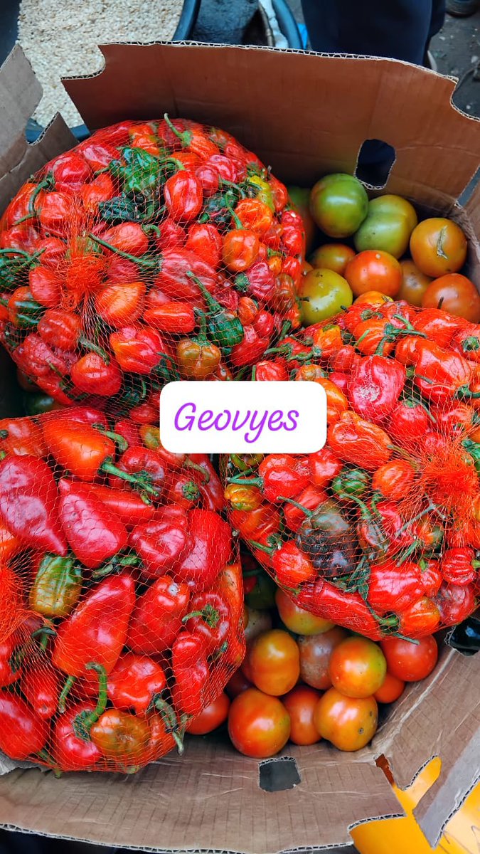 UhureSmile's tweet photo. Stew combo 
1 Basket of tomatoes, 1 custard Rubber of pepper, 1 custard of onions, 1 custard Rubber of Shombo or tatashe at 55k plus delivery nationwide. Free painter of Irish. 09064320436. Location Jos delivery nationwide.
#cocomoney #adekunlegold
#donjazzy https://t.co/LXChbfA5yR
