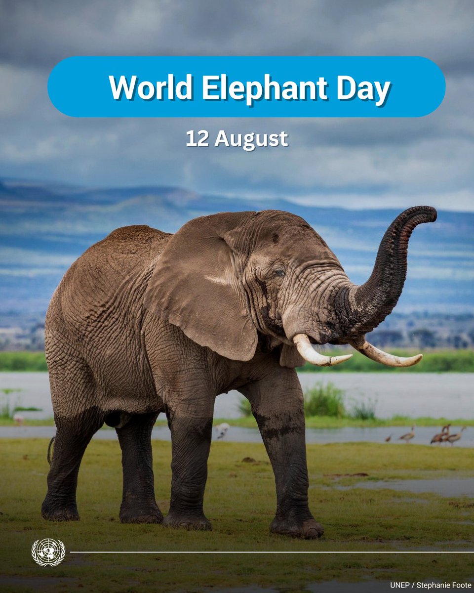 Bakora Moses (@bakora_moses) on Twitter photo Tuesday is #WorldElephantDay.
Here are a few ways you can help protect these iconic animals:
โ Donโt invest in ivory as a commodity.
๐ข Inform people about the importance of protecting elephants.
๐ Learn about conservation projects.
More from <a href="/UNEP/">UN Environment Programme</a>: wildfor.life/species/elephaโฆ Tuesday is #WorldElephantDay.
Here are a few ways you can help protect these iconic animals:
โ Donโt invest in ivory as a commodity.
๐ข Inform people about the importance of protecting elephants.
๐ Learn about conservation projects.
More from <a href="/UNEP/">UN Environment Programme</a>: wildfor.life/species/elephaโฆ