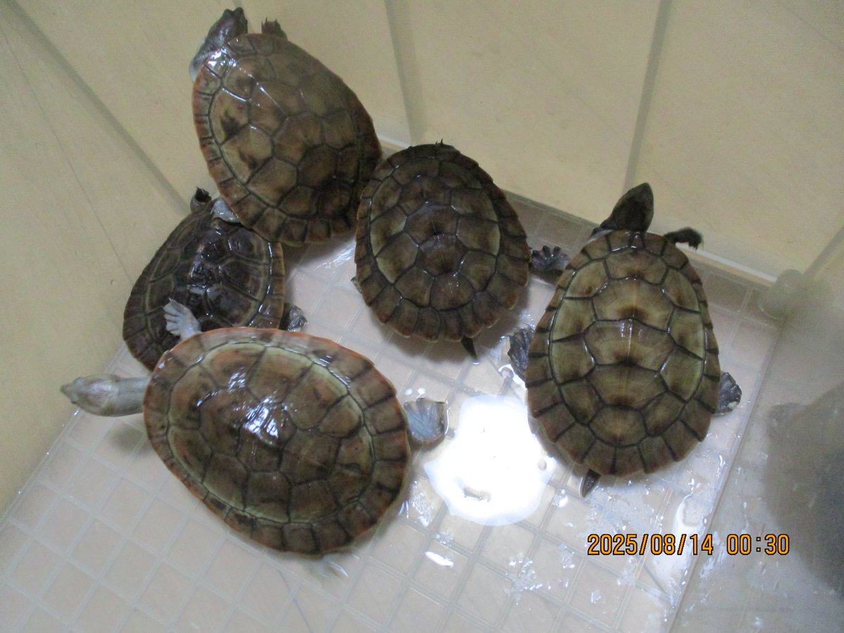 antijeis's tweet photo. ニシキマゲクビガメ　 CB 約１１．３センチから１３．３センチ　入荷しました。 https://t.co/u6wvLVd6qW