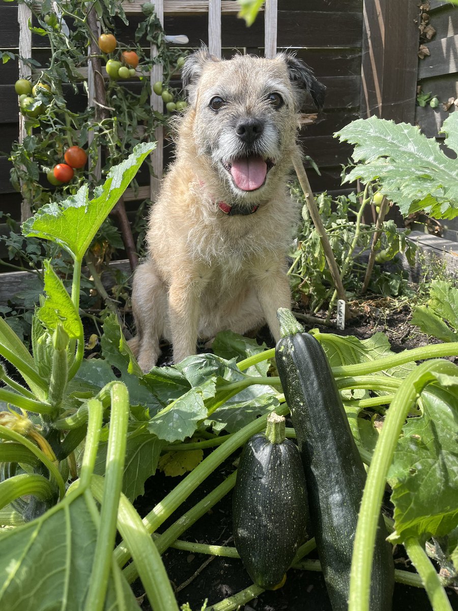 Hello yous lot, ears me photi for the #BTPosse #BTveg competition! Fink my dodgy coorgets fit the “scuffiest veg” categoree??
Luv Ruby xx <a href="/HeidiBT3/">HeidiBT3 Lady caikey member of the house of woofs</a> <a href="/MollyPickleBT/">Molly Pickle CBE</a>