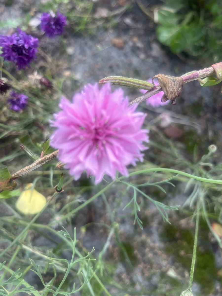 ideeentuin's tweet photo. Bloemen weertje 😁warm hè https://t.co/RE57t50RZY
