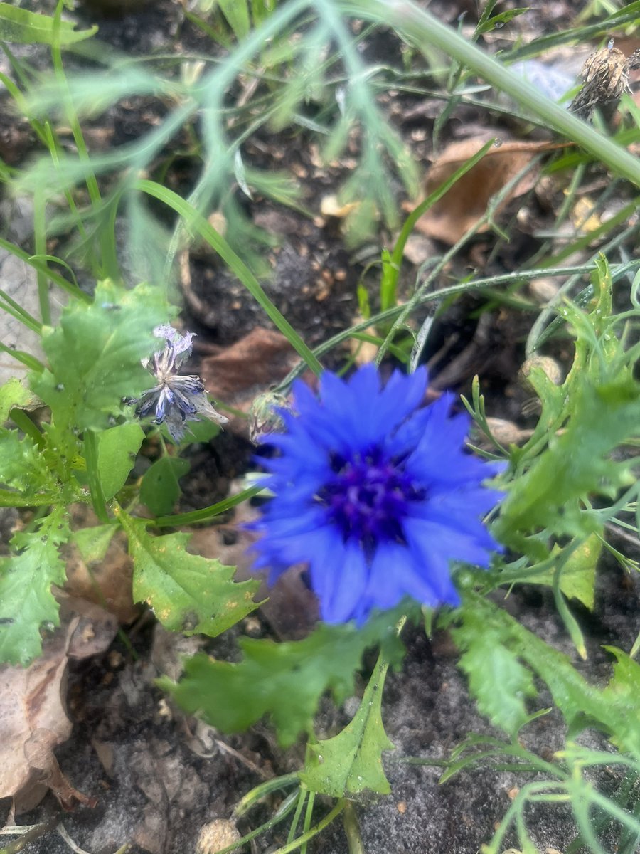 Bloemen weertje 😁warm hè