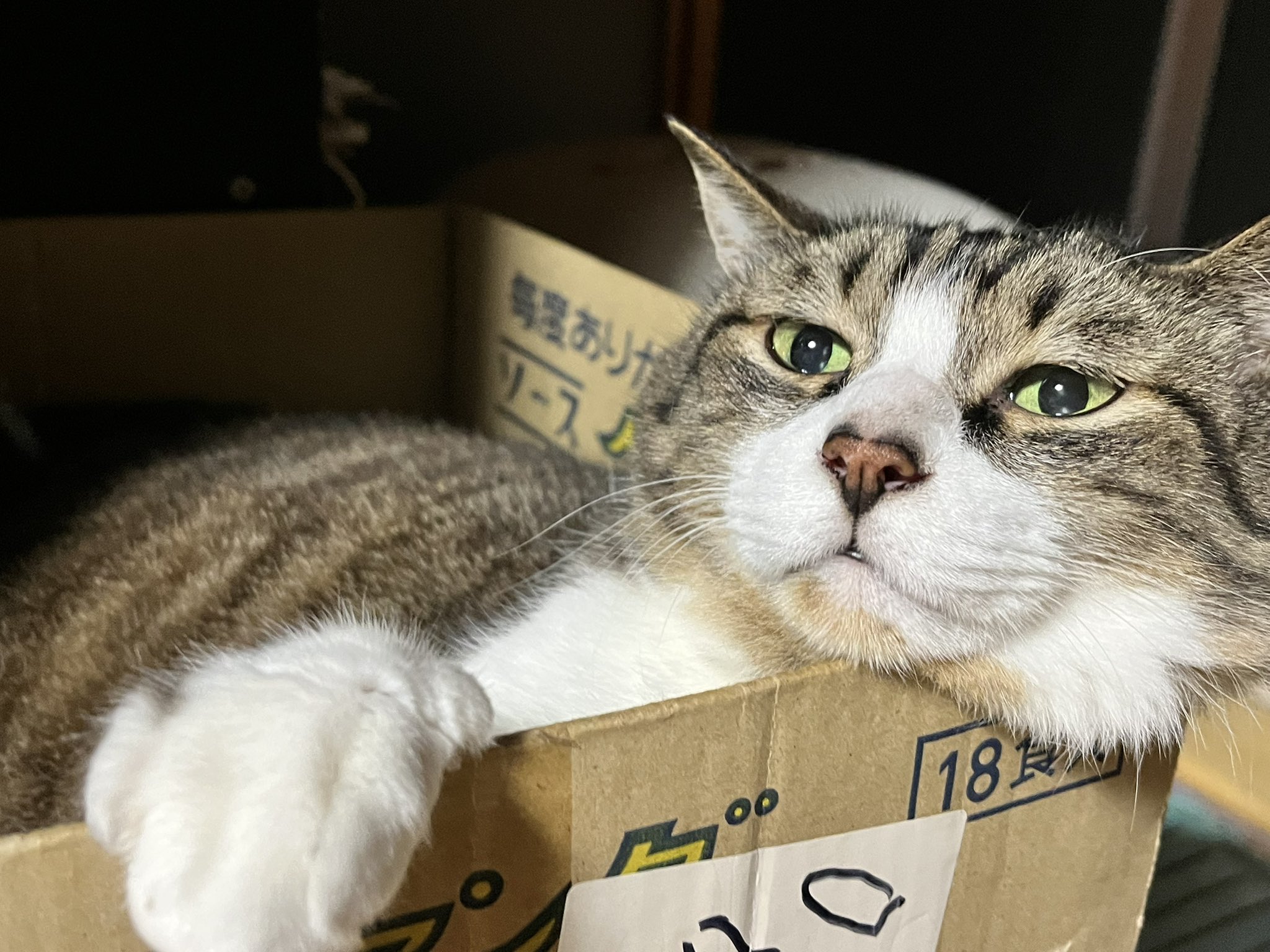 猫さん Watanabe Tsubasa on X: 