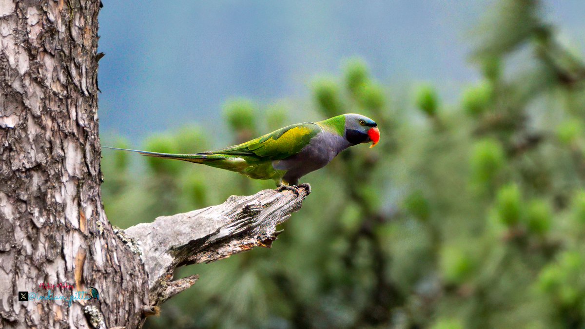 indian_pitta's tweet photo. Share your Tree photographs !!🌳📷 https://t.co/yeq7Fadioa