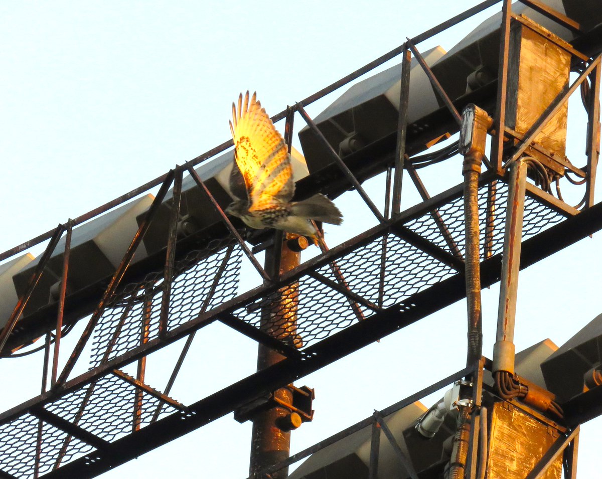 8/12 O2 w/strong flight from Stacks Hillside to Stadium, balancing on the flagpole.

O2 w/full crop flew to Space Science, w/flight across Ag Quad to Bradfield, then top of Nest.

After calling briefly, O2 flew back to Hillside.

Many thanks Suzanne/woodg for the evening report