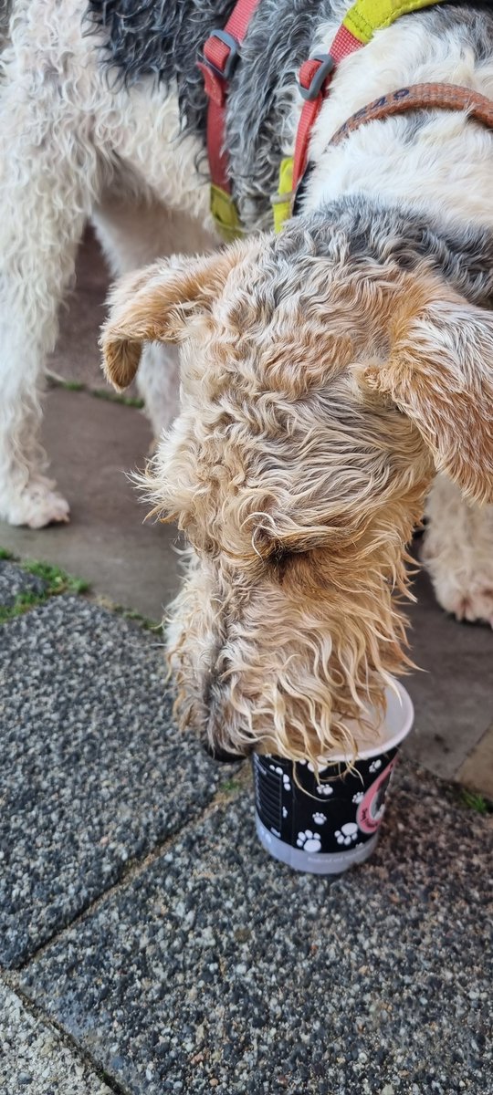 🥵 Hot dog! 

Cooling my paws in the sea 💦

Cooling my tongue with a doggie ice-cream  😋 🍦

It's not a bad life. 

- Flora 🐾