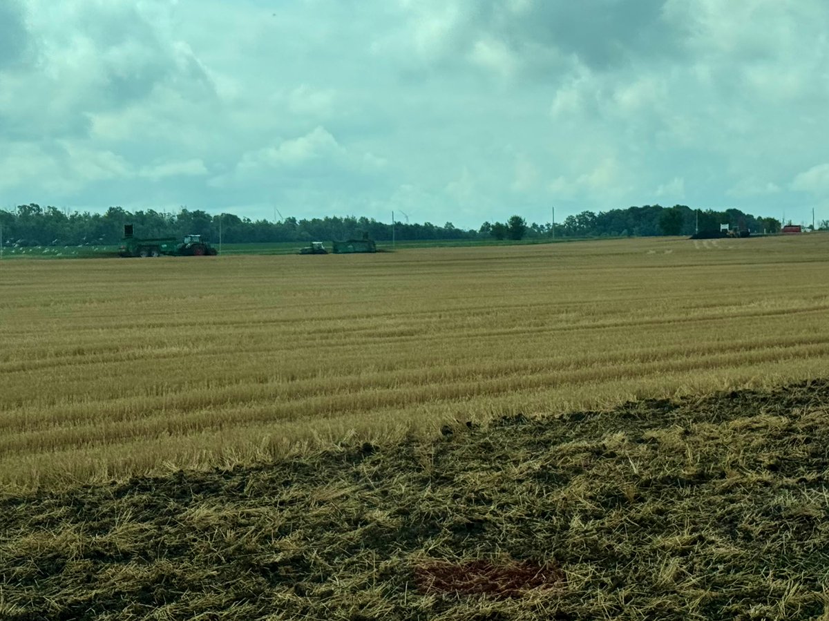 Mark McLean tweet media