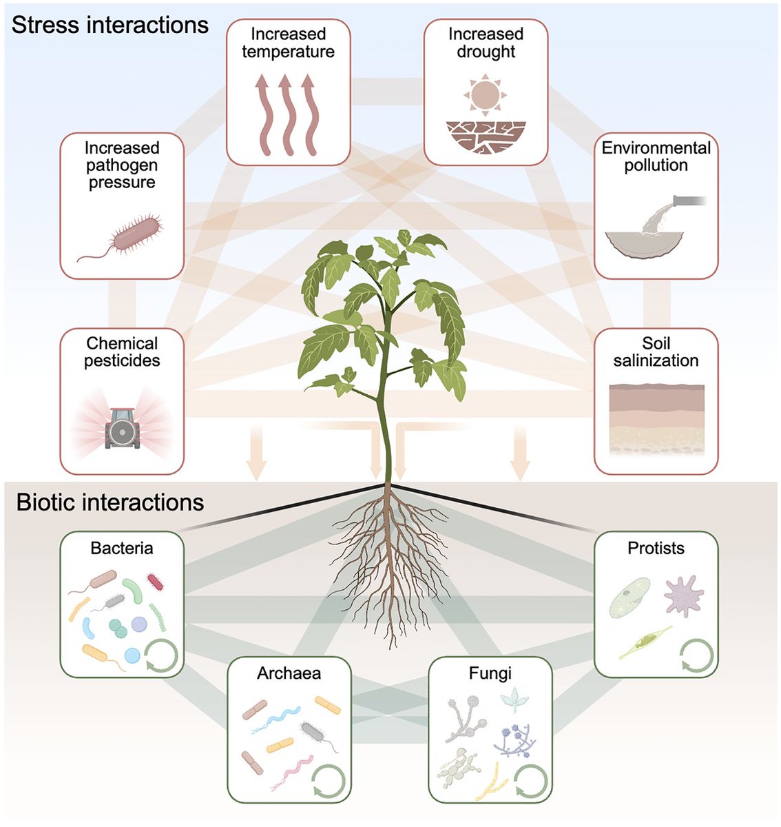 F Dini-Andreote (@fdiniandreote) on Twitter photo New paper out in <a href="/cellhostmicrobe/">Cell Host & Microbe</a>. Here, I provide my personal view on "Plant-microbe interactions in the context of global change biology" <a href="/PSUPlantScience/">Department of Plant Science</a> <a href="/PSUmBiome/">One Health Microbiome Center</a> <a href="/huckinstitutes/">Huck Institutes</a> <a href="/agsciences/">Penn State College of Agricultural Sciences</a> doi.org/10.1016/j.chom… New paper out in <a href="/cellhostmicrobe/">Cell Host & Microbe</a>. Here, I provide my personal view on "Plant-microbe interactions in the context of global change biology" <a href="/PSUPlantScience/">Department of Plant Science</a> <a href="/PSUmBiome/">One Health Microbiome Center</a> <a href="/huckinstitutes/">Huck Institutes</a> <a href="/agsciences/">Penn State College of Agricultural Sciences</a> doi.org/10.1016/j.chom…