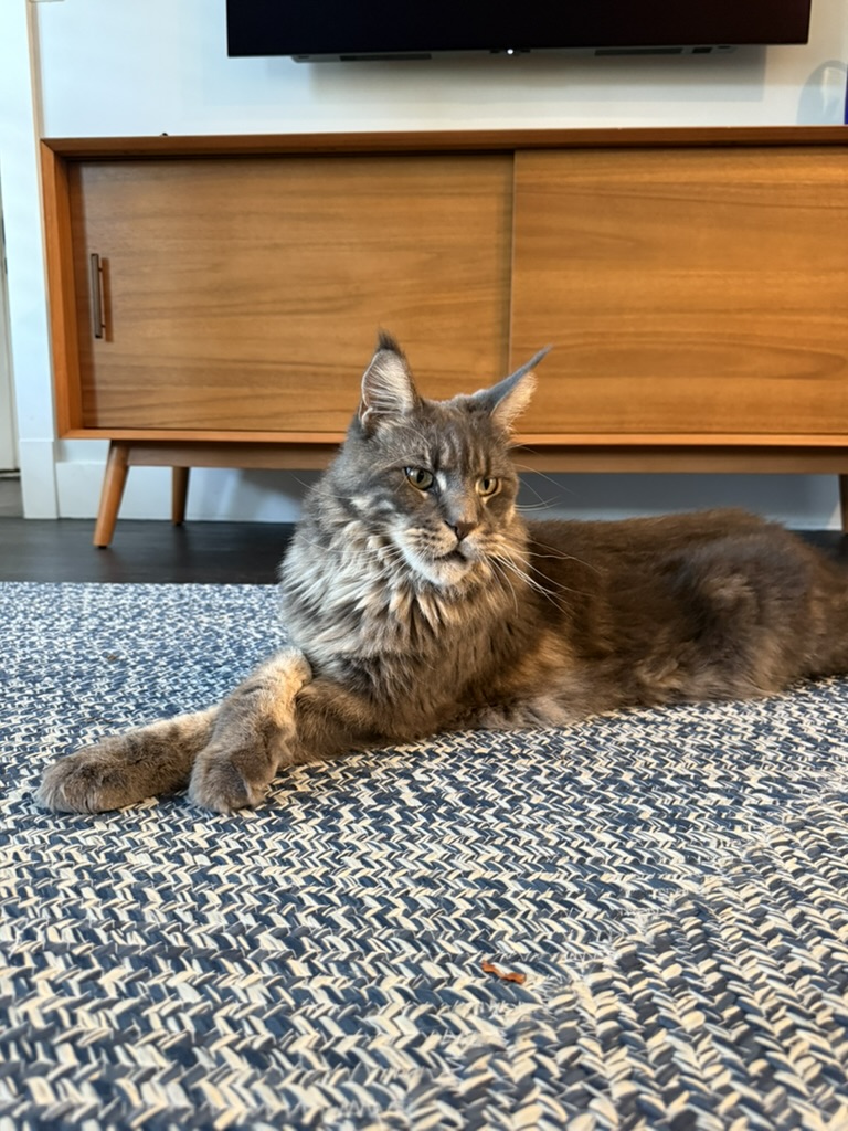 dieseltcat's tweet photo. What's Up Fam! 🐾  

Just chilling on my favorite rug (as you can see), 

#mainecoone #mainecooneofinstagram #catsofinstagram
#AuthenticSocialMedia #KeepingItReal #SocialMediaTips #MaineCoonLife #RealMoments https://t.co/gD4D7wZlDv