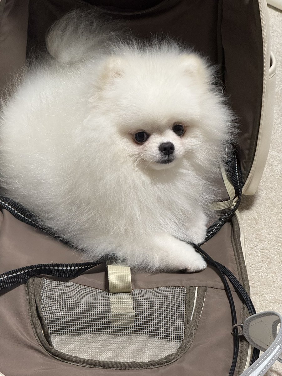 出かけて帰ってきてまた出かけたい犬
ずっとリュックの中から出ない🫠