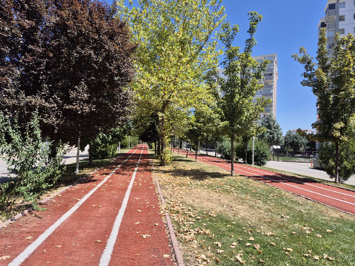 Çınar ağacı sulu dere havzalarında yetişen boylu orman ağaçlarımızdandır. Su ihtiyacı fazla olan çınar ağacı yeteri kadar sulanmayınca temmuz ayında başlayan yaprak korumaları  ağustos ayında iyice artarak altı kurumuş gazeller ile dolmaktadır.Meral Okay parkı Batıkent/Ankara