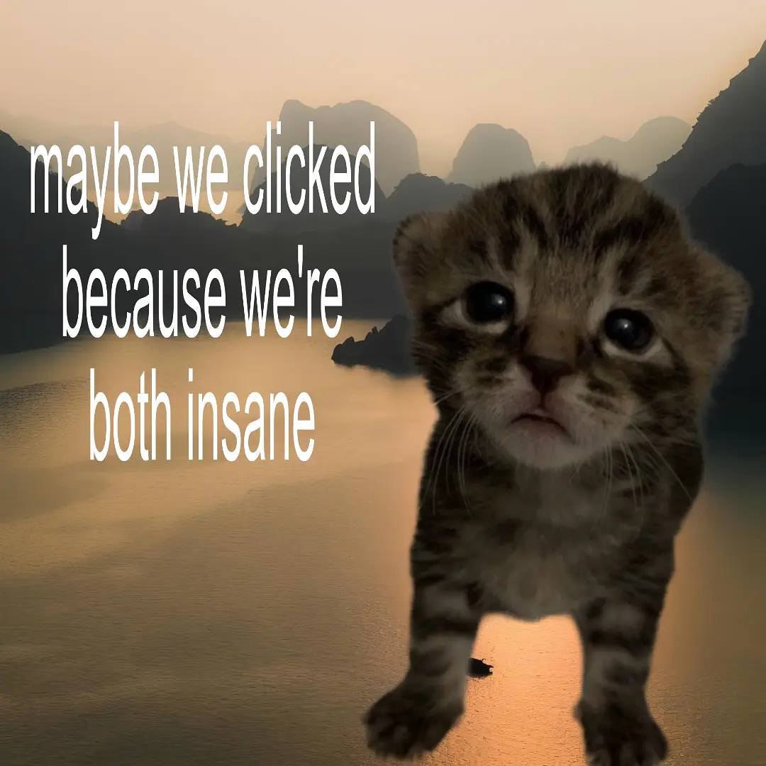 Miaw (@miaw) on Twitter photo 