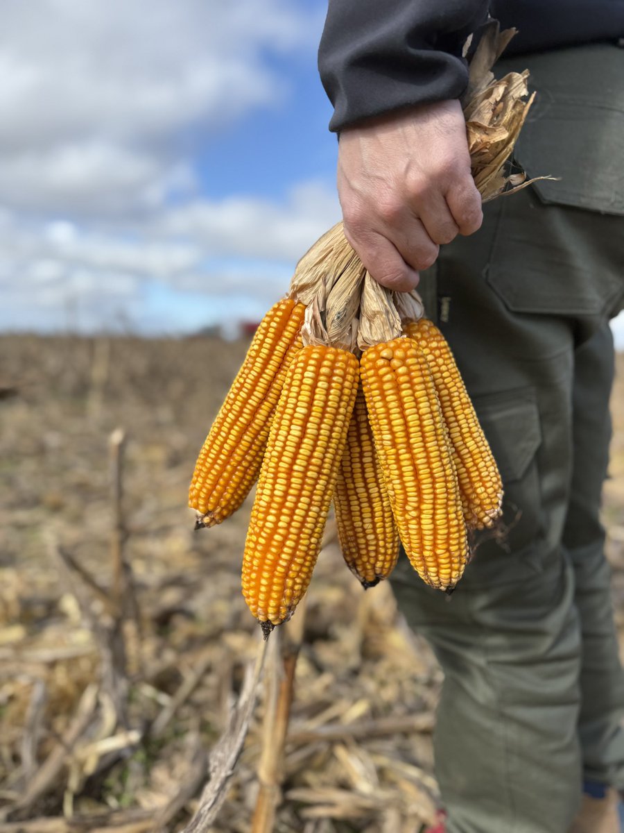 Cosecha 🌽 en marcha en el sudeste de Buenos Aires, momento de decidir qué híbridos sembrar y con quién trabajar esta campaña… en Rubisco contamos con los híbridos y el servicio que tu próxima siembra necesita. 📲  y te contactamos!