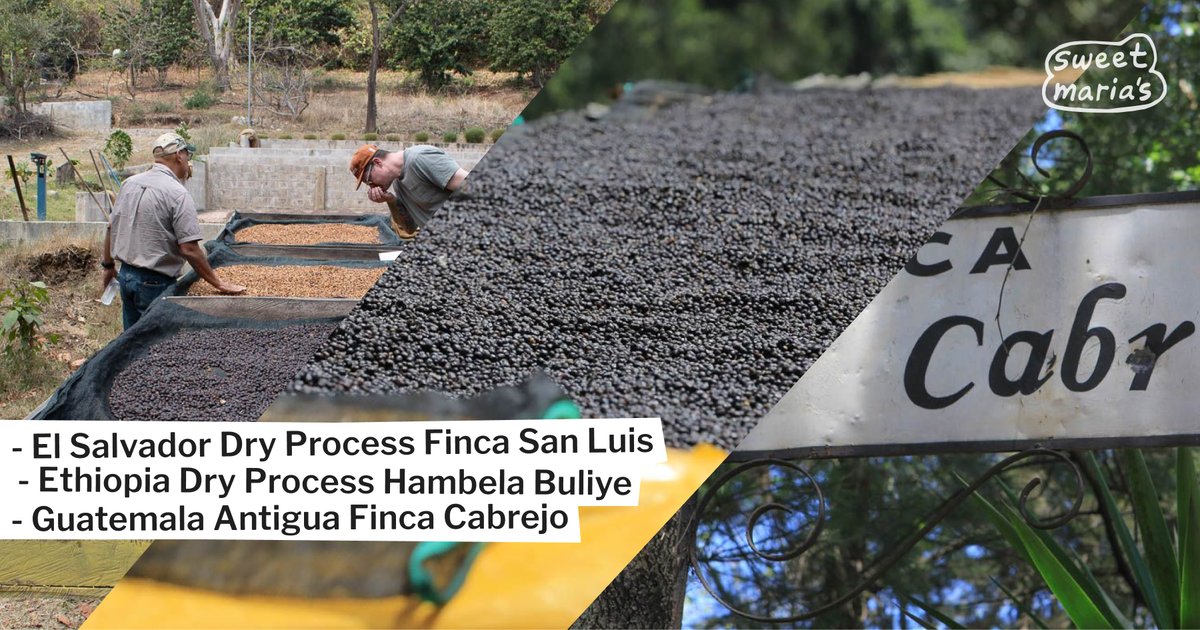 A complex, fruity Ethiopian dry process, a bittersweet, mild natural lot from El Salvador, and a versatile, cocoa-laced Guatemalan coffee are today's additions. ☕️

Shop now: sweetmarias.com/catalogsearch/…